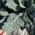 云南高原特色蔬菜皱叶菜，榨汁功能叶，加工叶