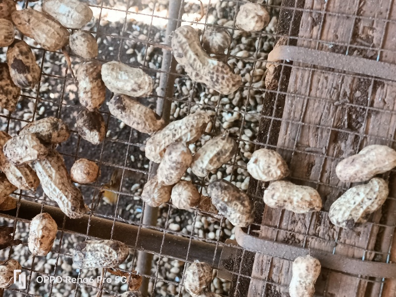 新鲜采摘花生，白皮，鲜货花生，大量供应