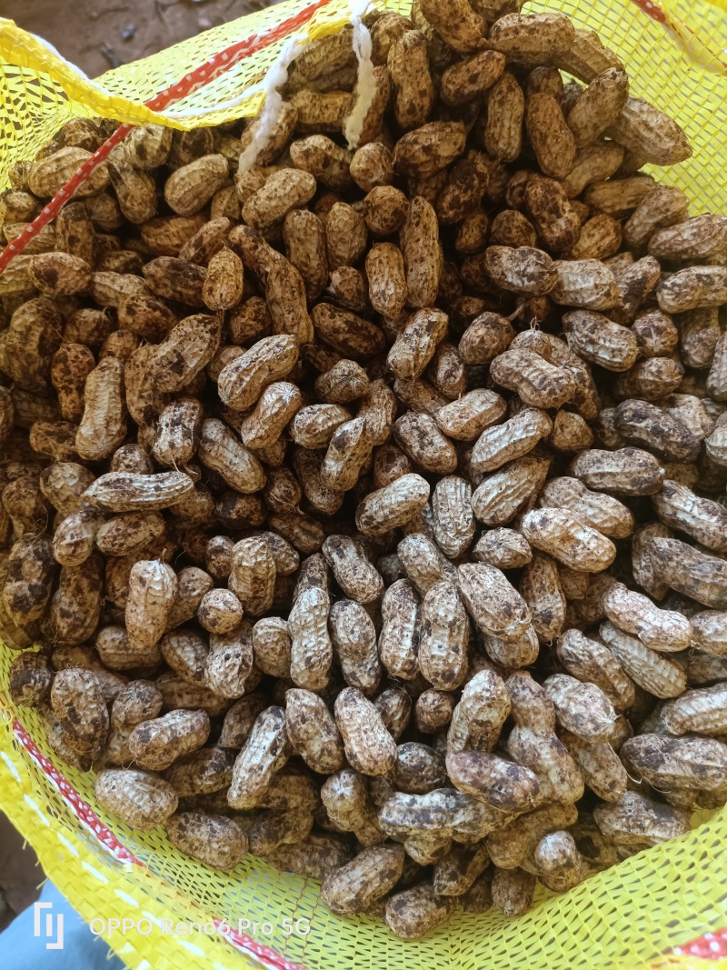 新鲜采摘花生，白皮，鲜货花生，大量供应