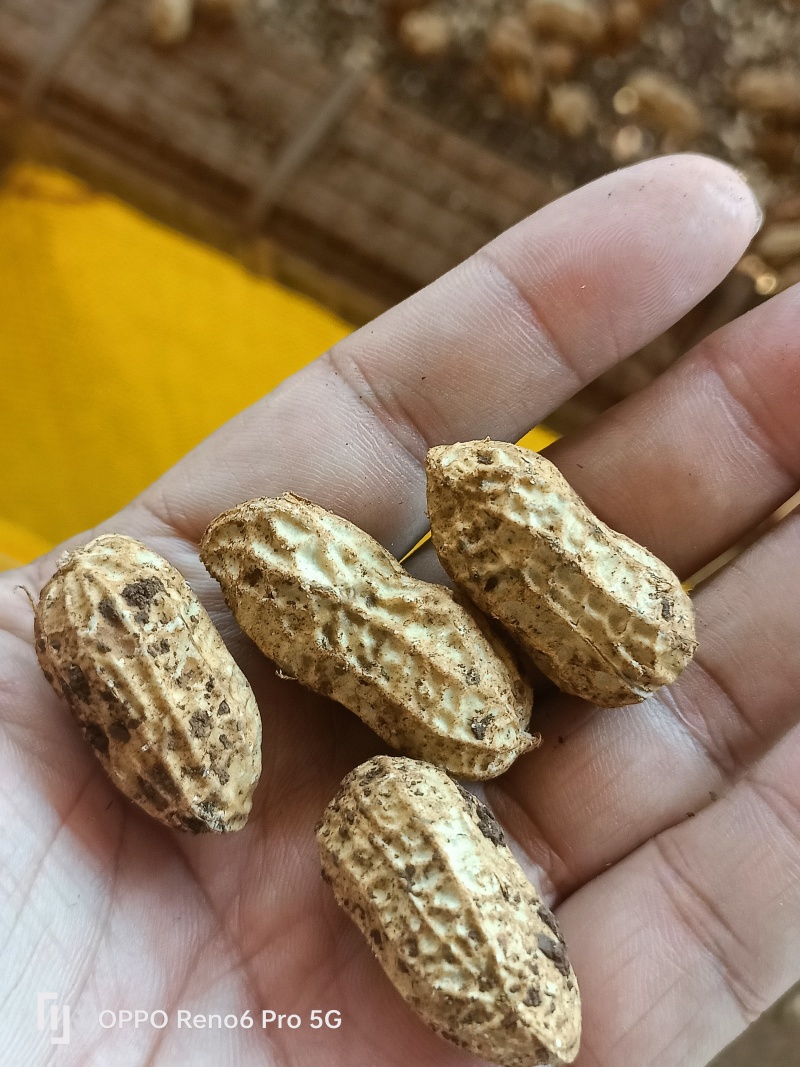 新鲜采摘花生，白皮，鲜货花生，大量供应