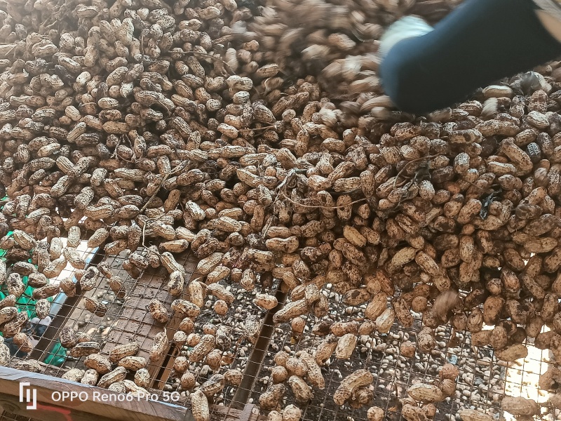 新鲜采摘花生，白皮，鲜货花生，大量供应