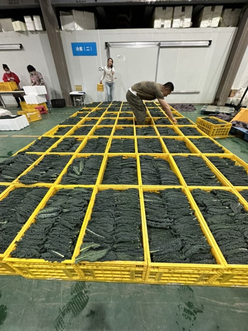 鲜食羽衣甘蓝皱叶菜加工叶，榨汁专用，基地种植，产地直发