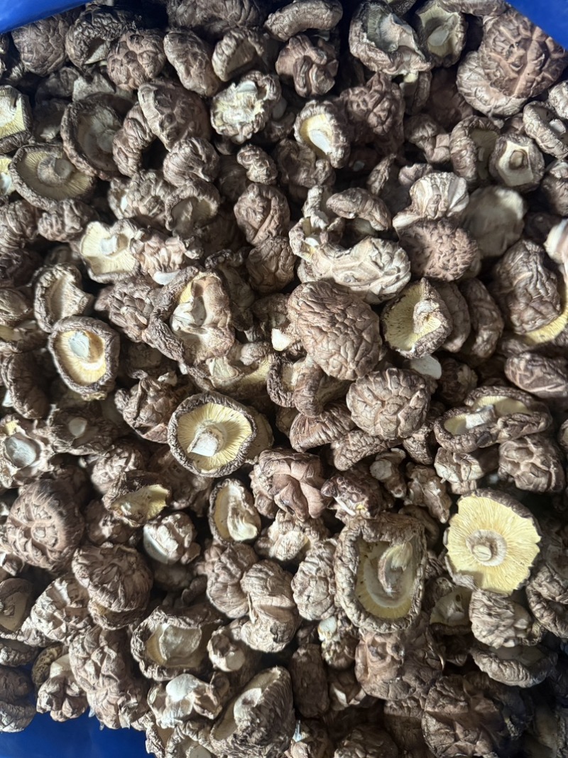 东北反季节干菇