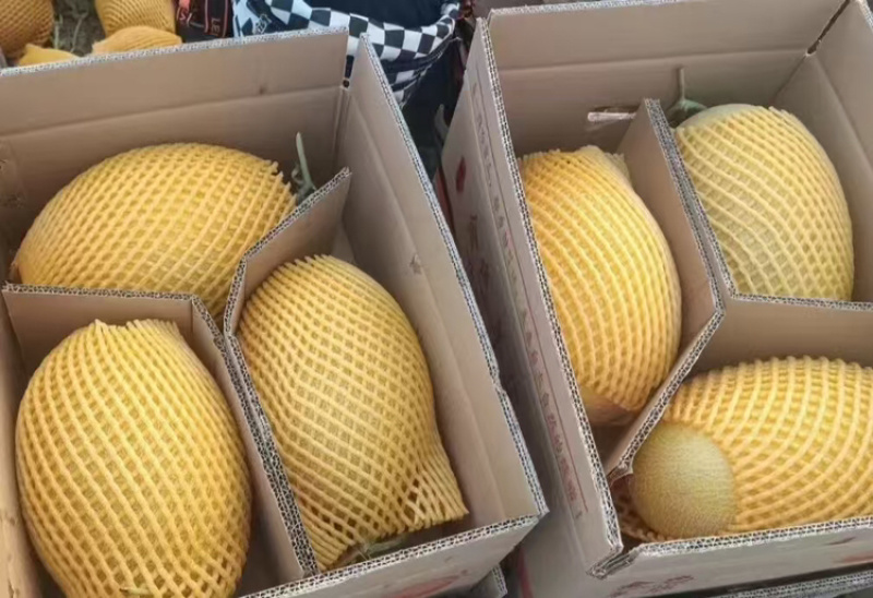哈密瓜/金色年华哈密瓜大量供应品质优新疆产地直供可发