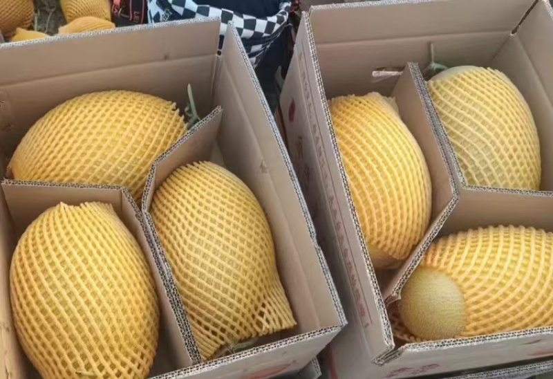 哈密瓜/金色年华哈密瓜大量供应品质优新疆产地直供可发