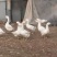 大鹅农村散养大鹅