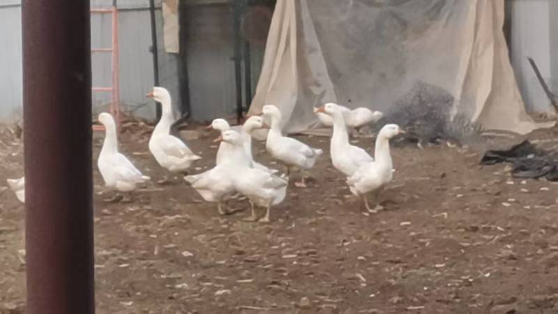 大鹅农村散养大鹅