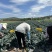 鲜食皱叶菜榨汁专用，附加品功能叶，加工叶