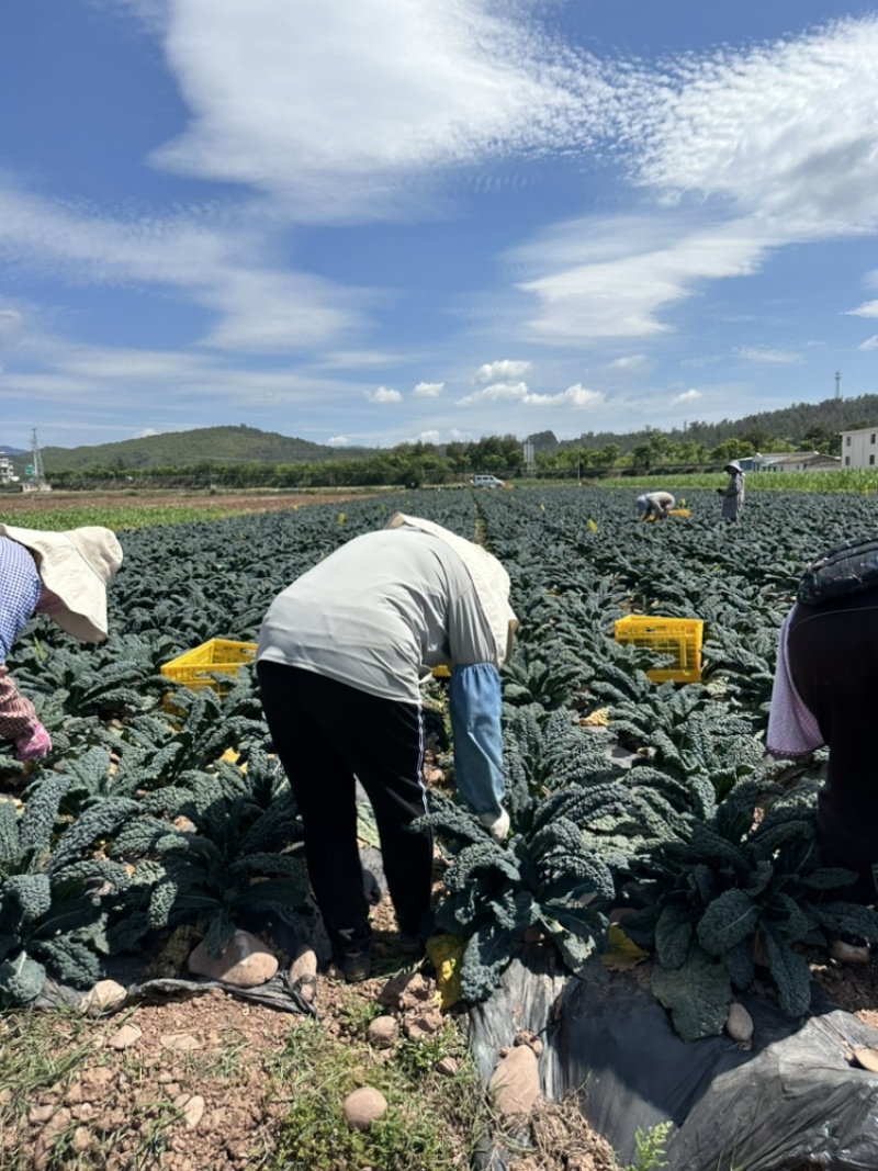 鲜食皱叶菜榨汁专用，附加品功能叶，加工叶