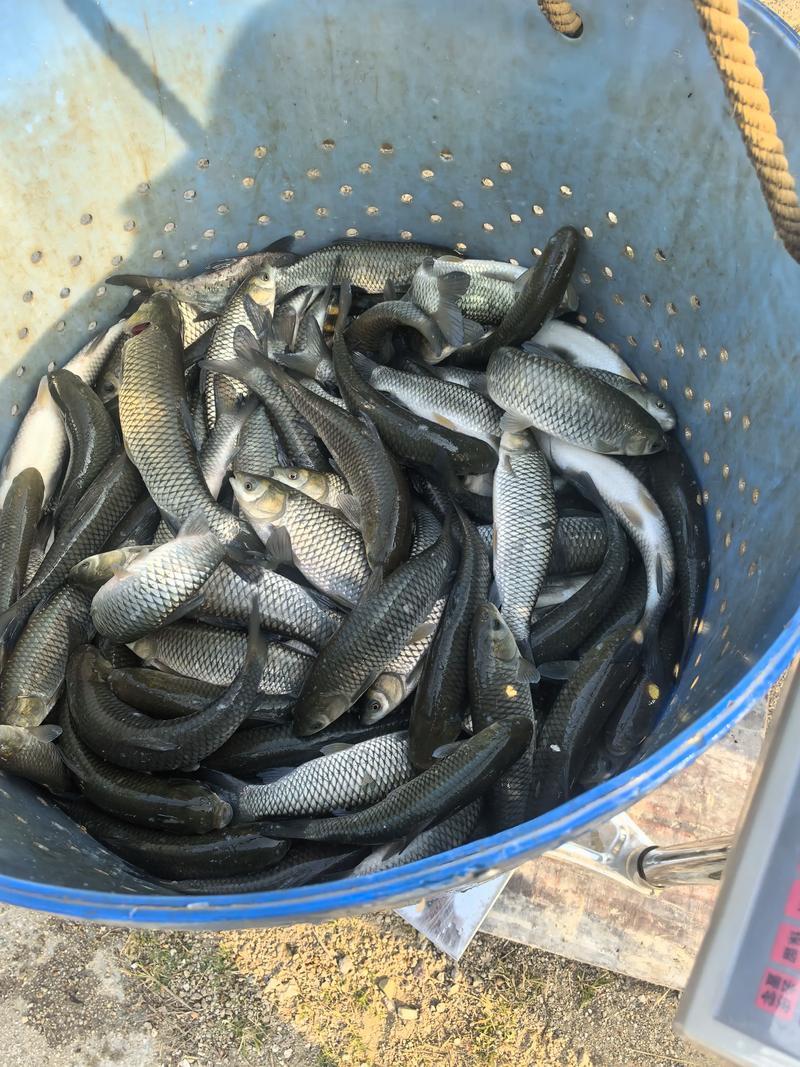 大草鱼苗可食用淡水皖鱼脆肉皖草鱼苗大小齐全规格