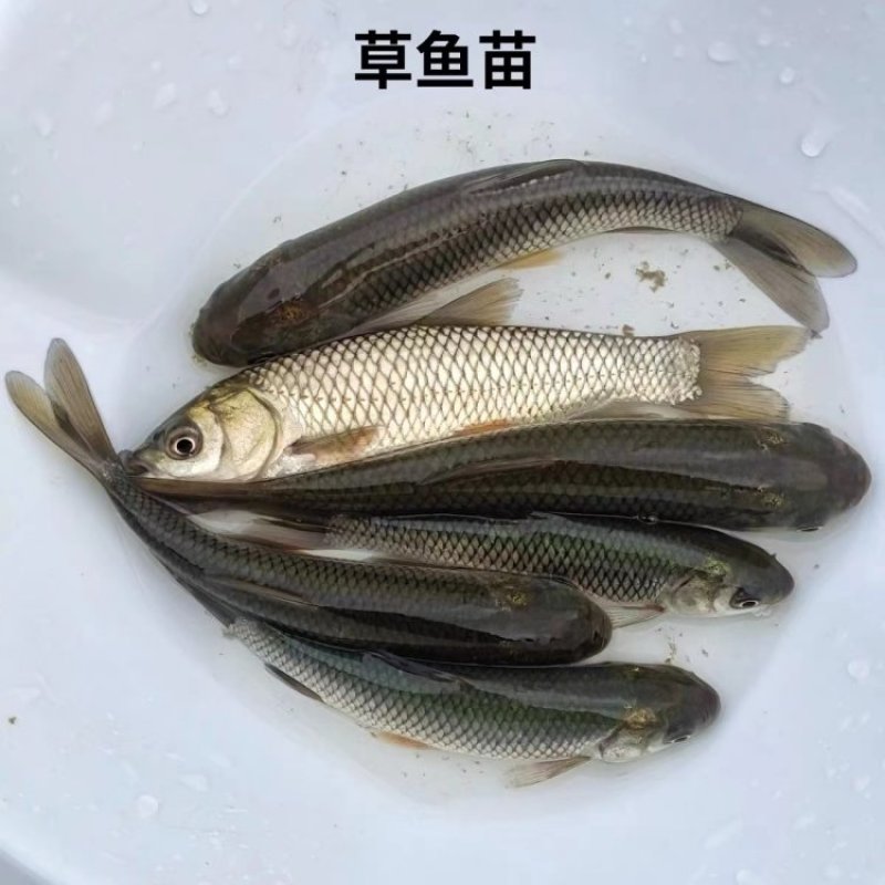 大草鱼苗可食用淡水皖鱼脆肉皖草鱼苗大小齐全规格