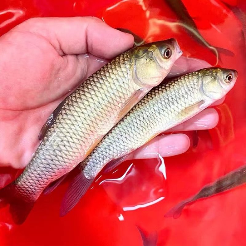 大草鱼苗可食用淡水皖鱼脆肉皖草鱼苗大小齐全规格