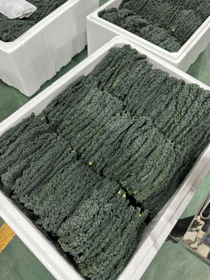 云南高原特色蔬菜皱叶菜，榨汁功能叶，加工叶