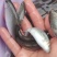 青竹鱼苗