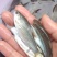 青竹鱼苗