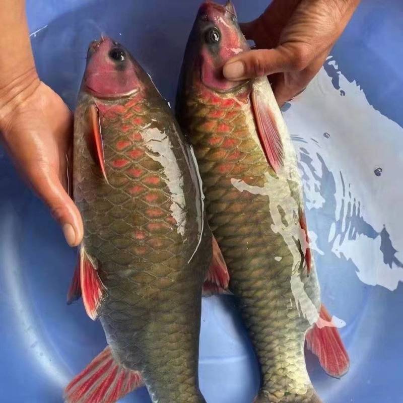 青竹鱼苗