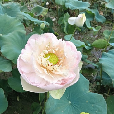 红唇荷花多瓣荷花品质保证成活率高量大从优欢迎来电咨询