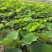 红唇荷花多瓣荷花品质保证成活率高量大从优欢迎来电咨询