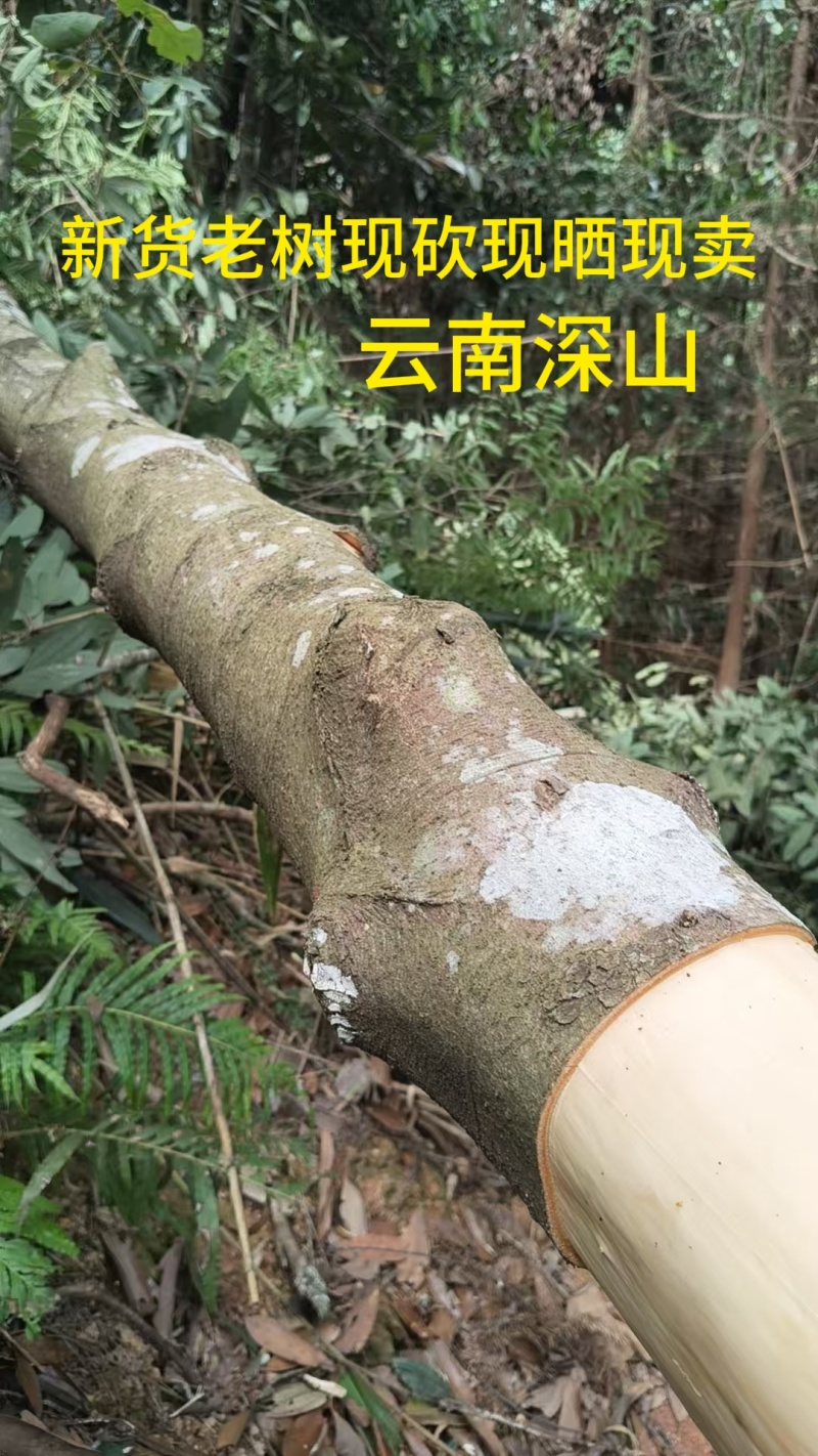 2026年新货厚肉桂皮老树桂皮卤香料可预定