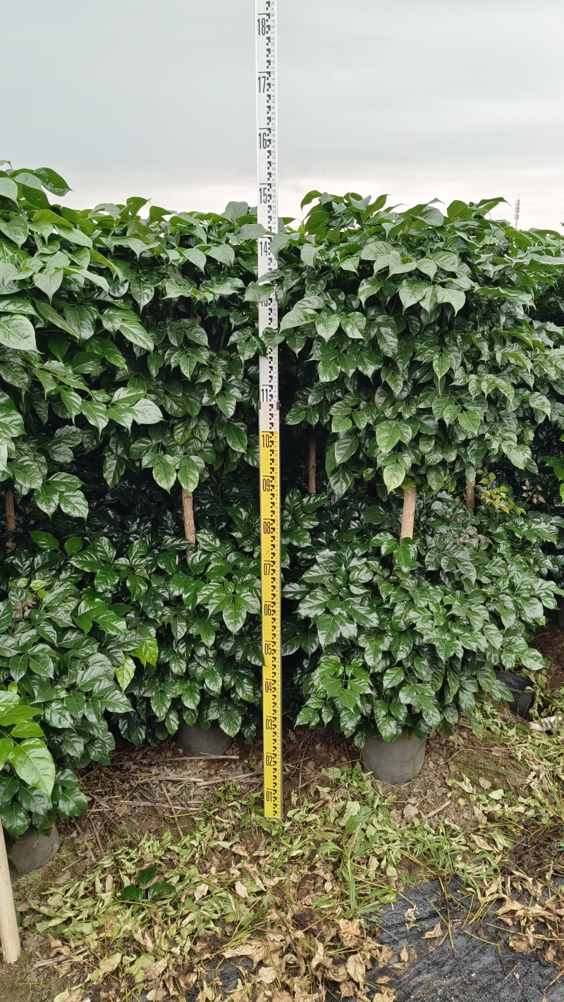 绿宝，幸福树