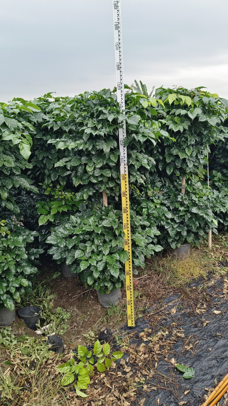 绿宝，幸福树