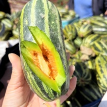 1博洋甜瓜博洋九博洋9号山东甜瓜视频看货产地直采现摘现卖