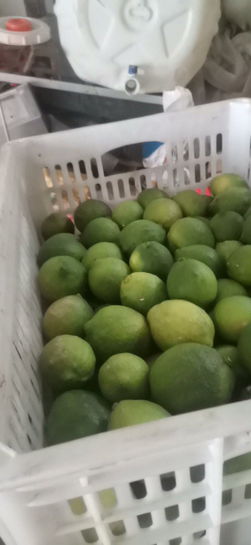 安岳青柠檬