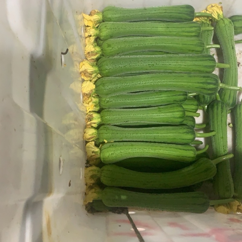 鲜花肉丝瓜