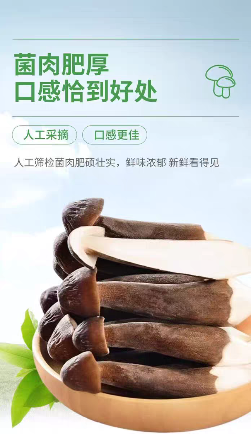 黑皮鸡枞菌