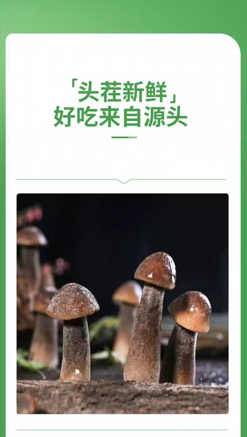 黑皮鸡枞菌
