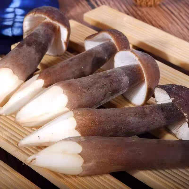 黑皮鸡枞菌