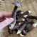 黑皮鸡枞菌
