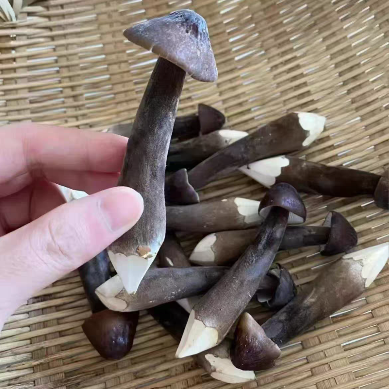 黑皮鸡枞菌