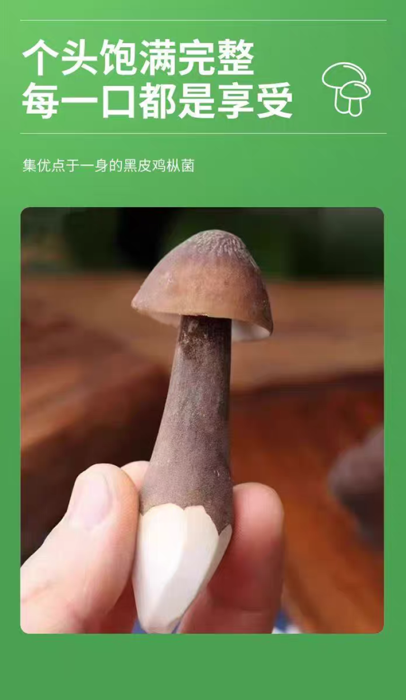 黑皮鸡枞菌