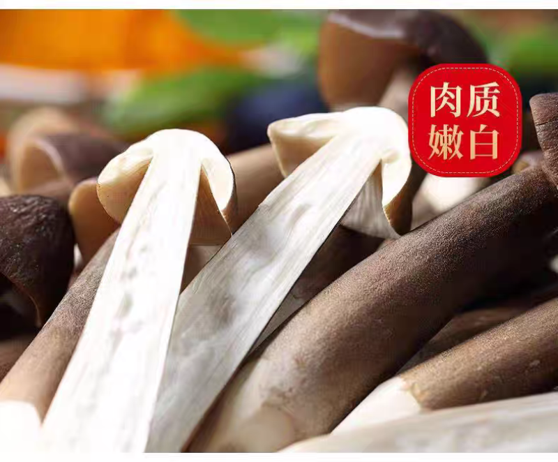 黑皮鸡枞菌