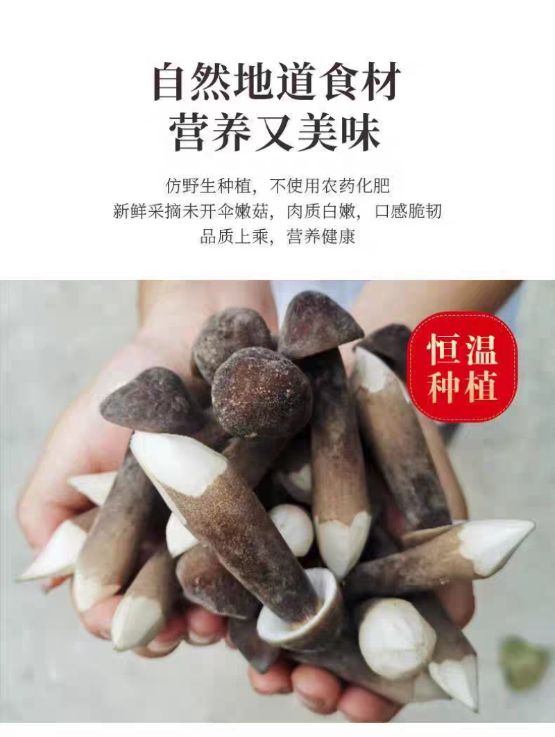 黑皮鸡枞菌