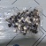黑皮鸡枞菌