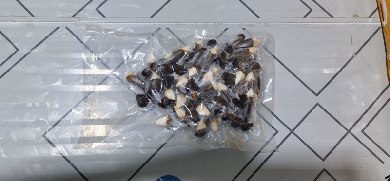黑皮鸡枞菌