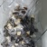 黑皮鸡枞菌