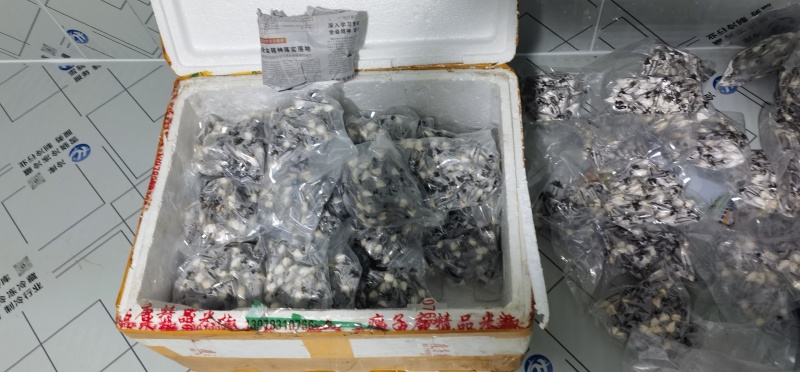 黑皮鸡枞菌