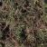 一朵云，阴地蕨纯野生，一手货源，水洗烘干无硫绿色货
