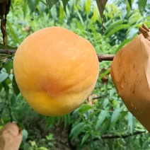 果农黄桃批发