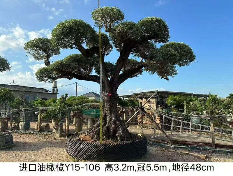 榕树类，百年杜松类，三角梅类，棕榈科，蓝花楹，罗汉松类