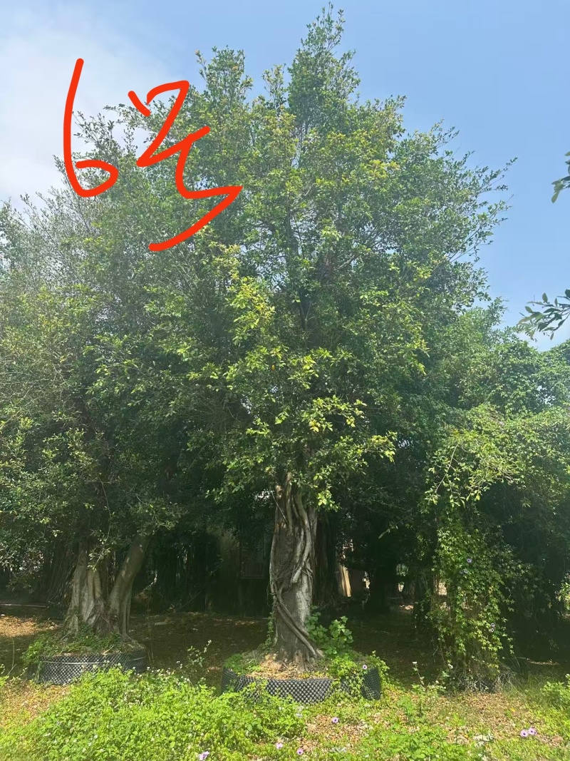 榕树类，百年杜松类，三角梅类，棕榈科，蓝花楹，罗汉松类