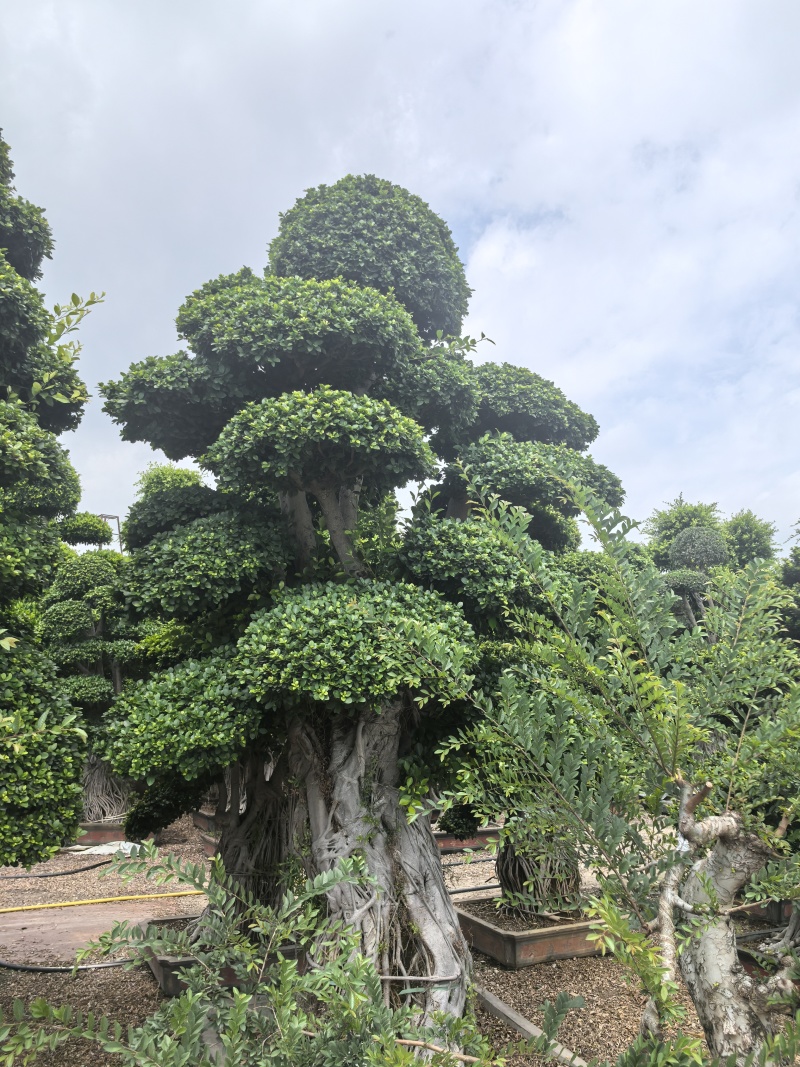 榕树类，百年杜松类，三角梅类，棕榈科，蓝花楹，罗汉松类