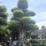 榕树类，百年杜松类，三角梅类，棕榈科，蓝花楹，罗汉松类