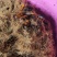 竹虫虫种