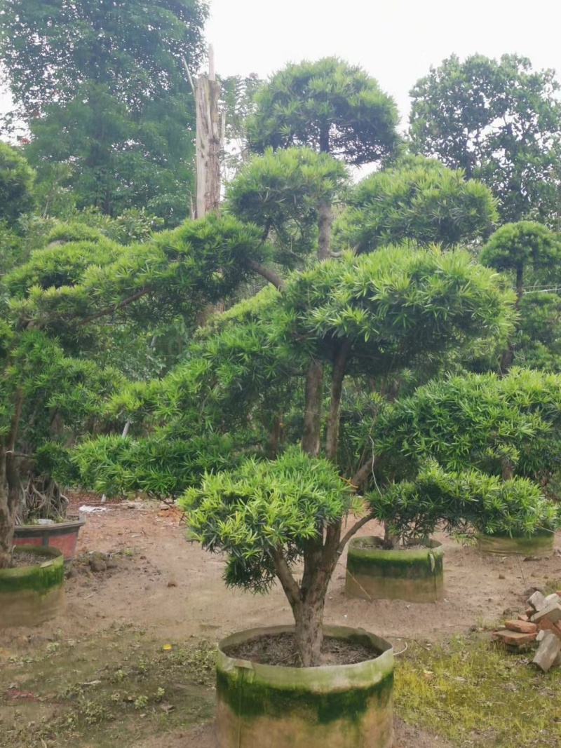 榕树类，百年杜松类，三角梅类，棕榈科，蓝花楹，罗汉松类
