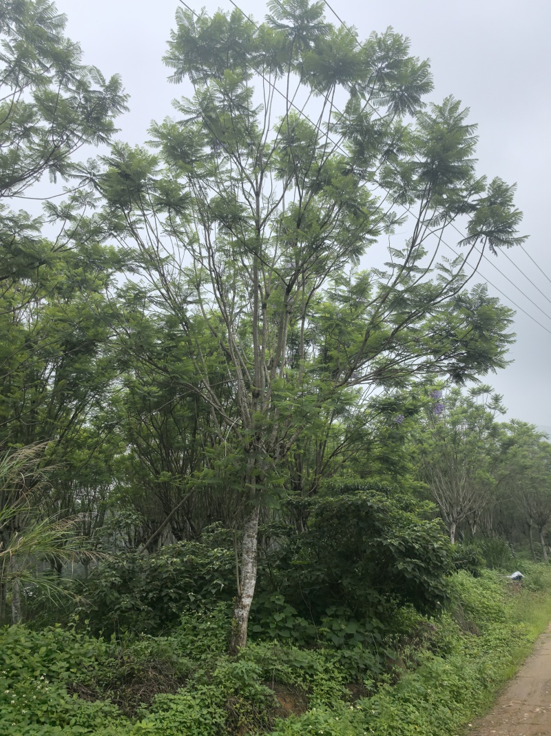 榕树类，百年杜松类，三角梅类，棕榈科，蓝花楹，罗汉松类