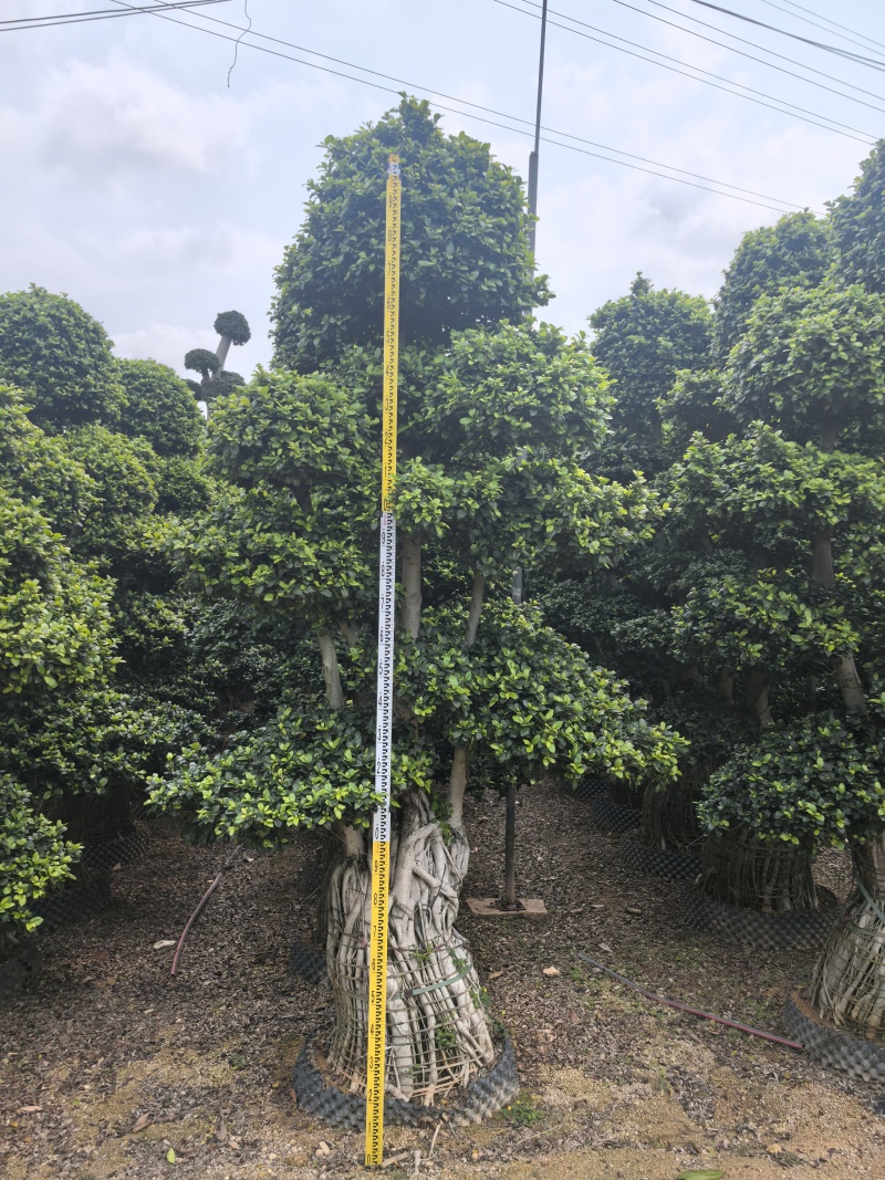 榕树类，百年杜松类，三角梅类，棕榈科，蓝花楹，罗汉松类
